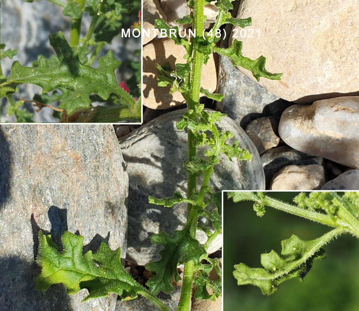 Goosefoot, Sticky leaf